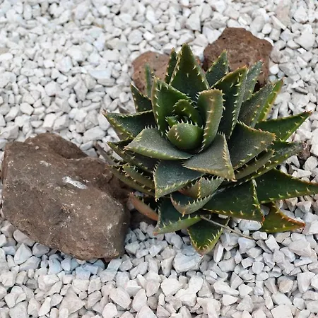 Mura