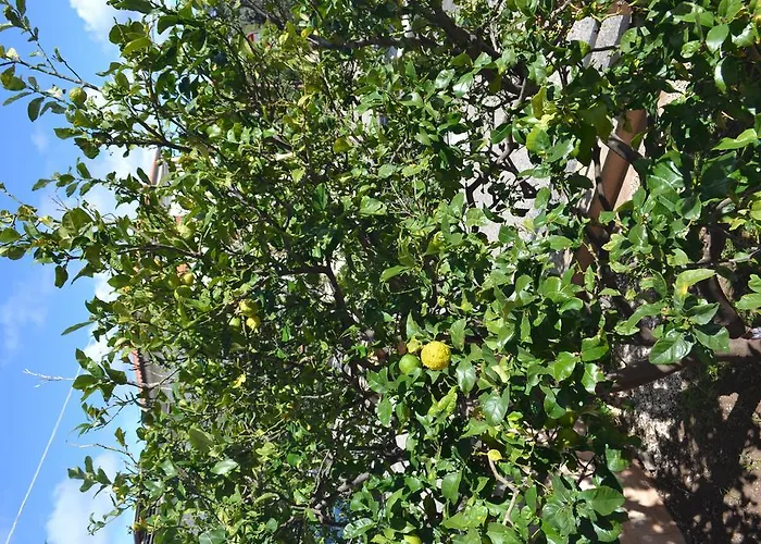 Mura