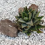 Mura