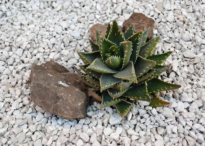 Mura